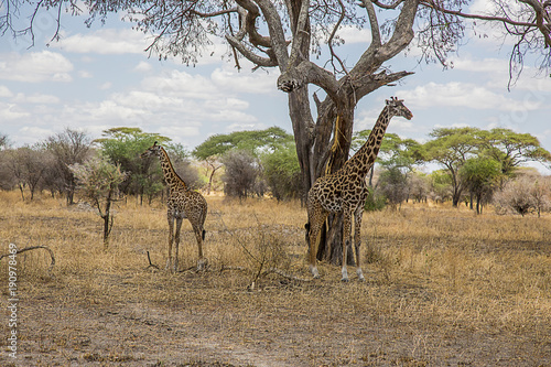2 Giraffes looking out Tanzania  1568