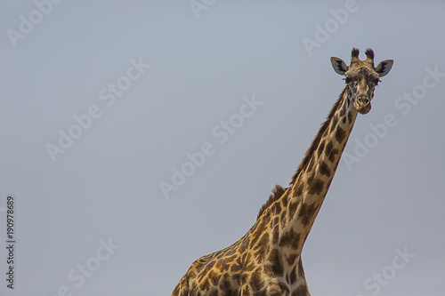 Giraffe against the sky Serengeti National Park Tanzania 9506