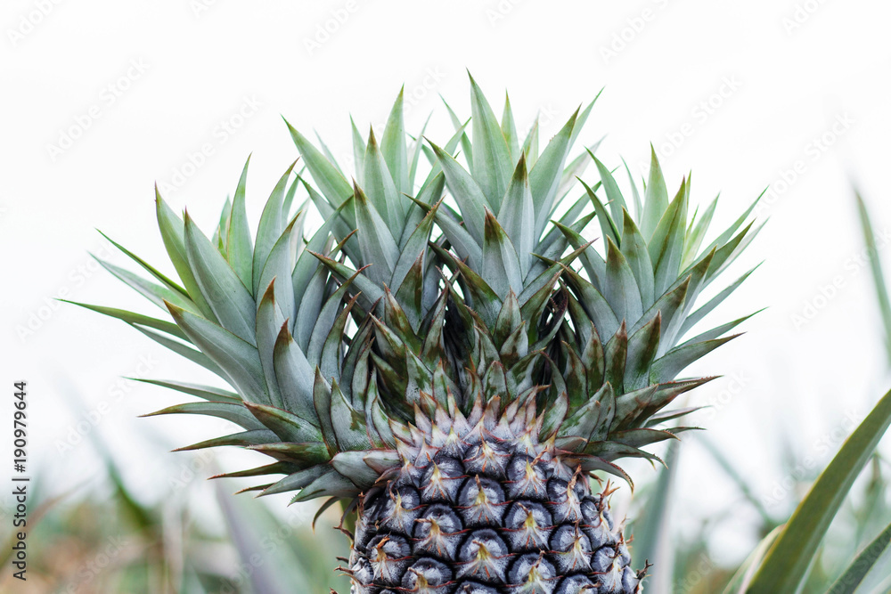 Pineapple on plantation at sky. Pineapple on plantation at sky.