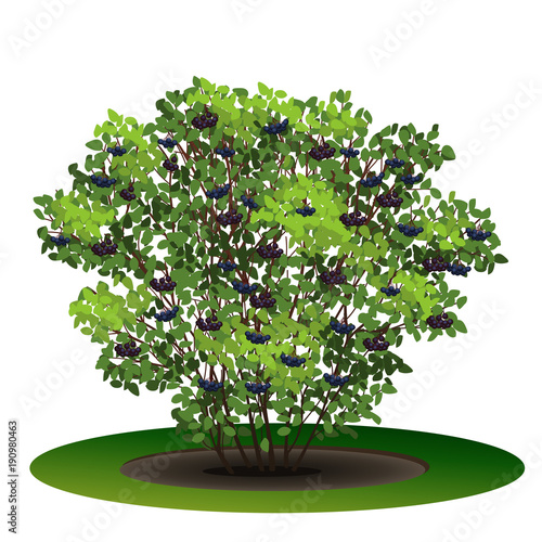 bush aronia with green leaves and berries