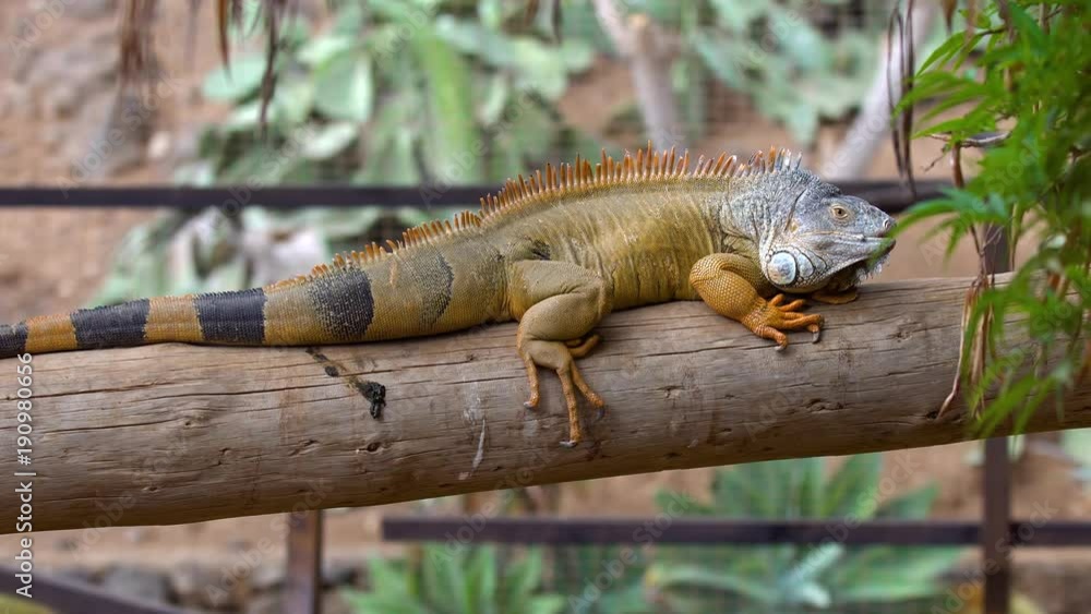 big iguana in zoo at Tenerife big iguana in zoo at Tenerife