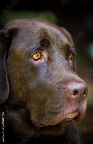Chocolate Labrador retiever waiting