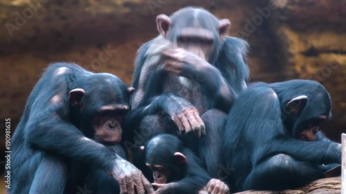 chimpanzees in the zoo