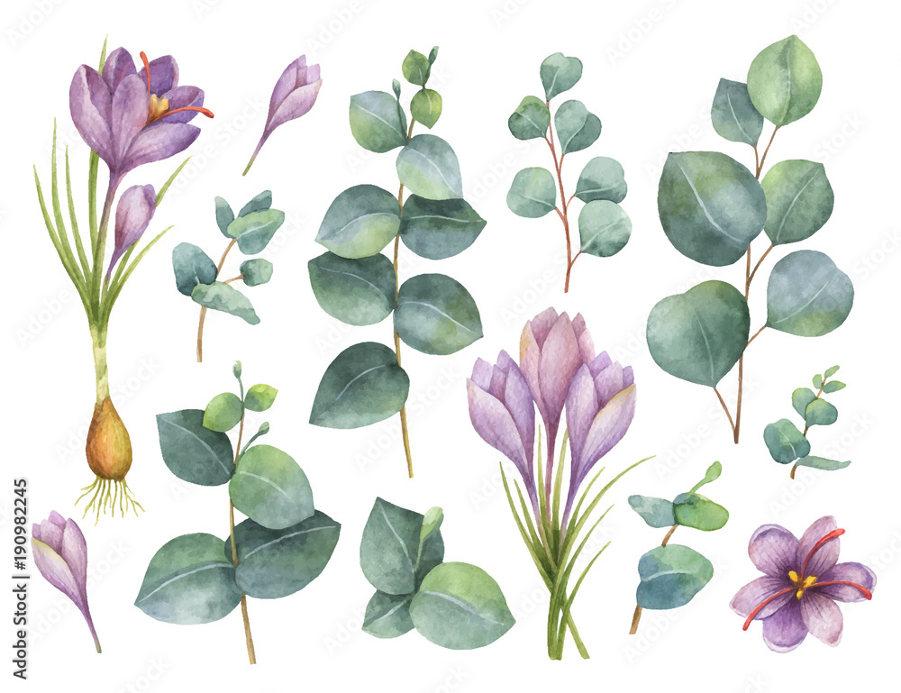 Fototapeta premium Akwarela wektor ręcznie malowane zestaw z liści eukaliptusa i fioletowe kwiaty szafranu.
