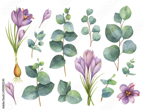 Watercolor vector hand painted set with eucalyptus leaves and purple flowers of saffron.