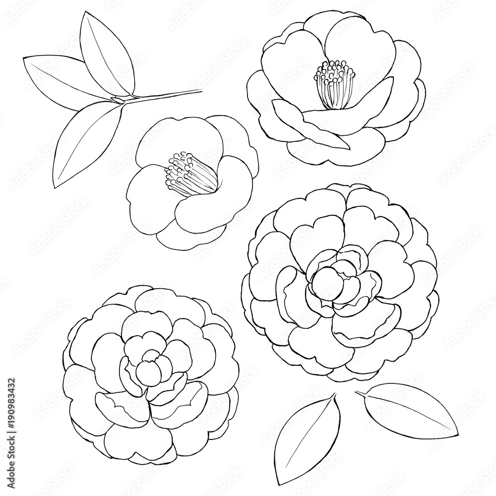 椿の花 素材線画 Stock イラスト Adobe Stock 椿の花 素材線画 Stock イラスト Adobe Stock