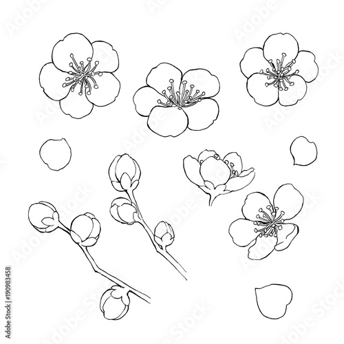 梅の花 素材線画 Stock イラスト Adobe Stock