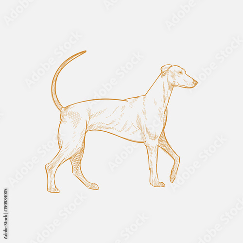 Illustration of dog