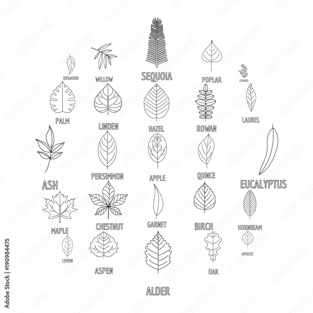 Leaf icons set. Outline illustration of 25 leaf vector icons for web