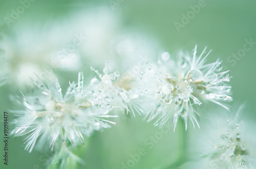 Droplet on white flower green background