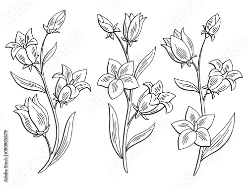 Bluebell flower graphic black white isolated sketch set illustration vector