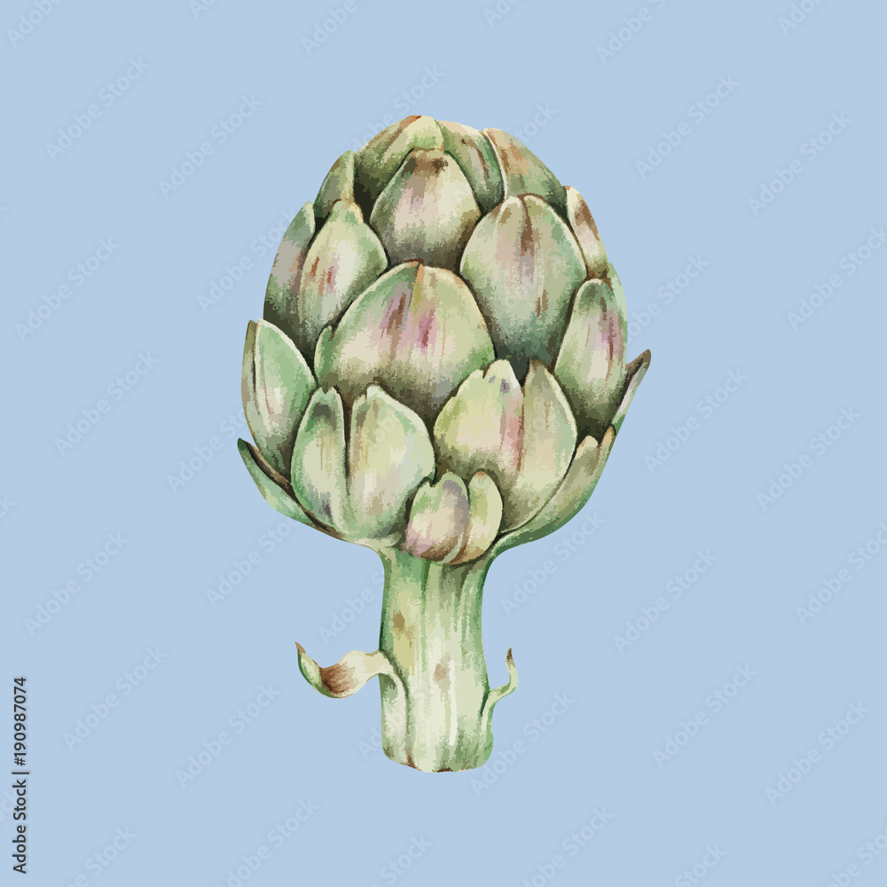 Fototapeta premium Illustration of artichoke isolated on backgorund