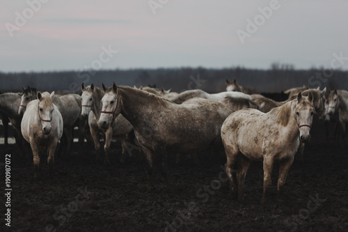 Fotografia Beautiful white Lipizzaner standing in The State Stud Farm in Djakovo, Croatia