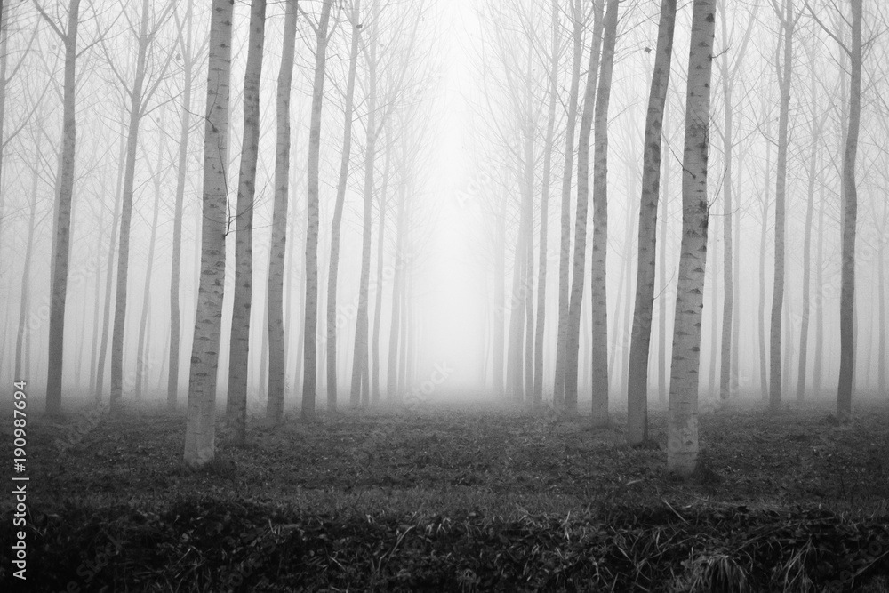 Naklejka premium Zamglenie