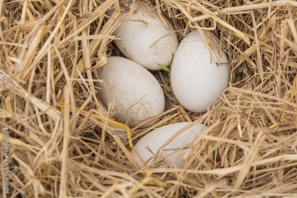 Goose eggs on the ground and dried straw nest