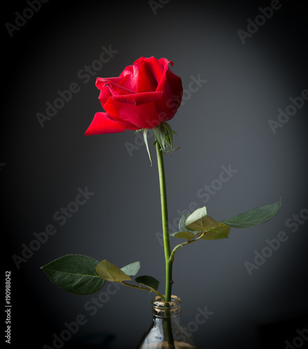 Red rose in bottle on a black background. valentine concept.