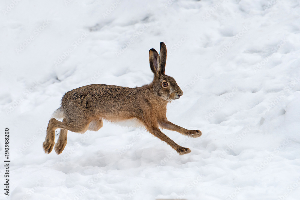 Naklejka premium Hare running in the field