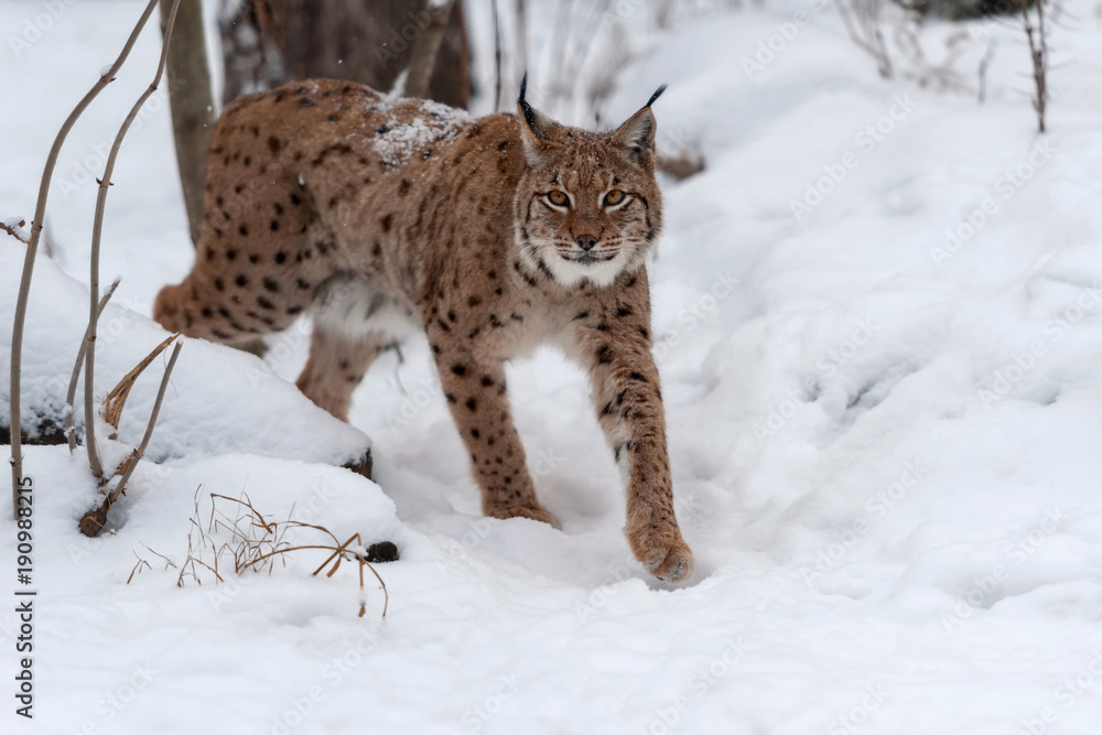 Fototapeta premium Lynx on the snow