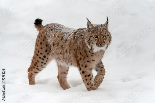 Lynx on the snow