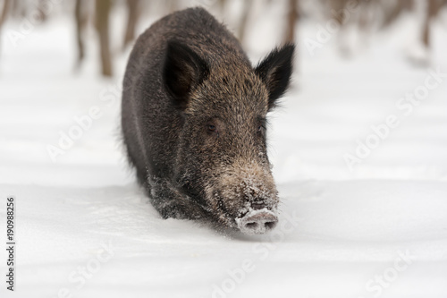 Wild boar in winter forest © byrdyak