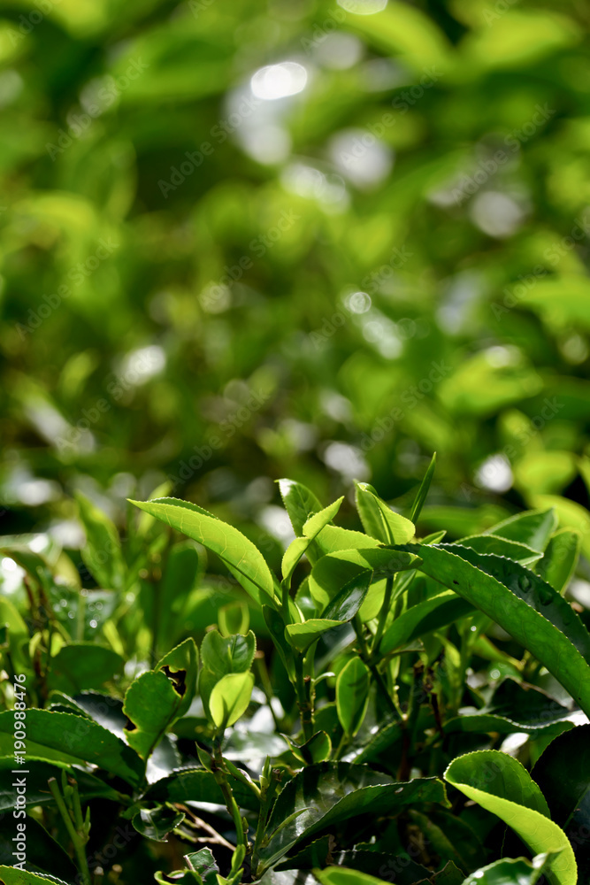 Green tea leaves on a tea plantation