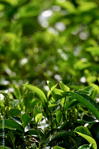 Green tea leaves on a tea plantation