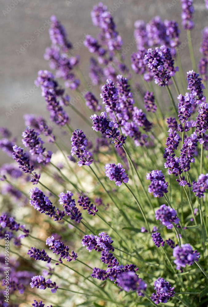 Obraz premium Garden with the flourishing lavender