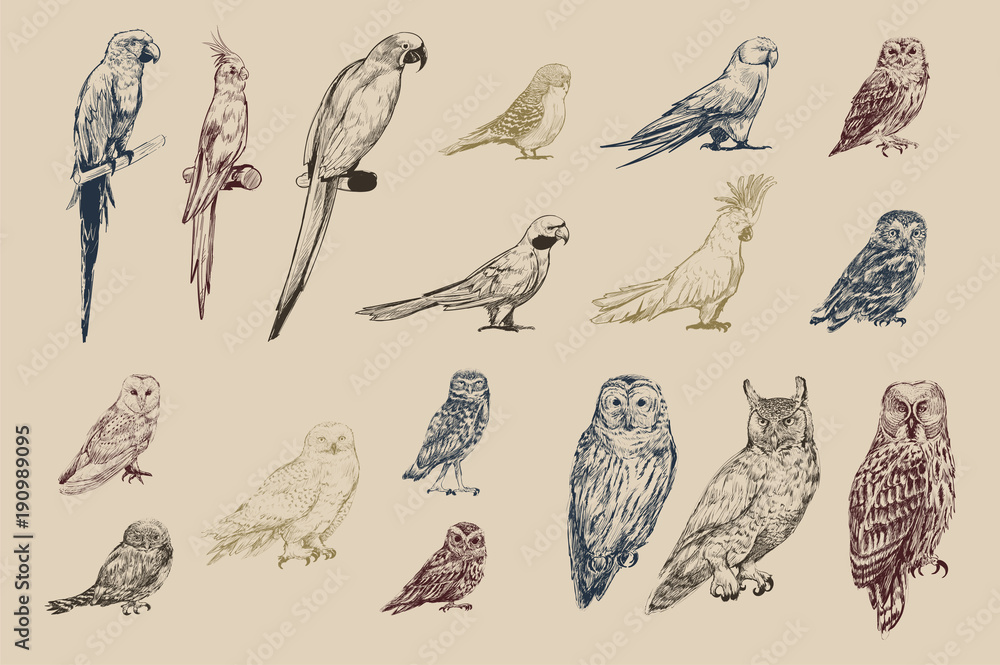 Illustration drawing style of parrot birds collection Illustration drawing style of parrot birds collection
