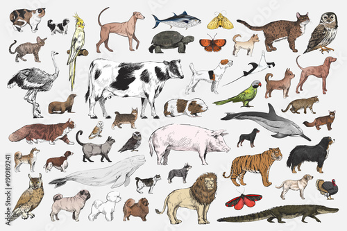 Illustration drawing style of animal collection photo