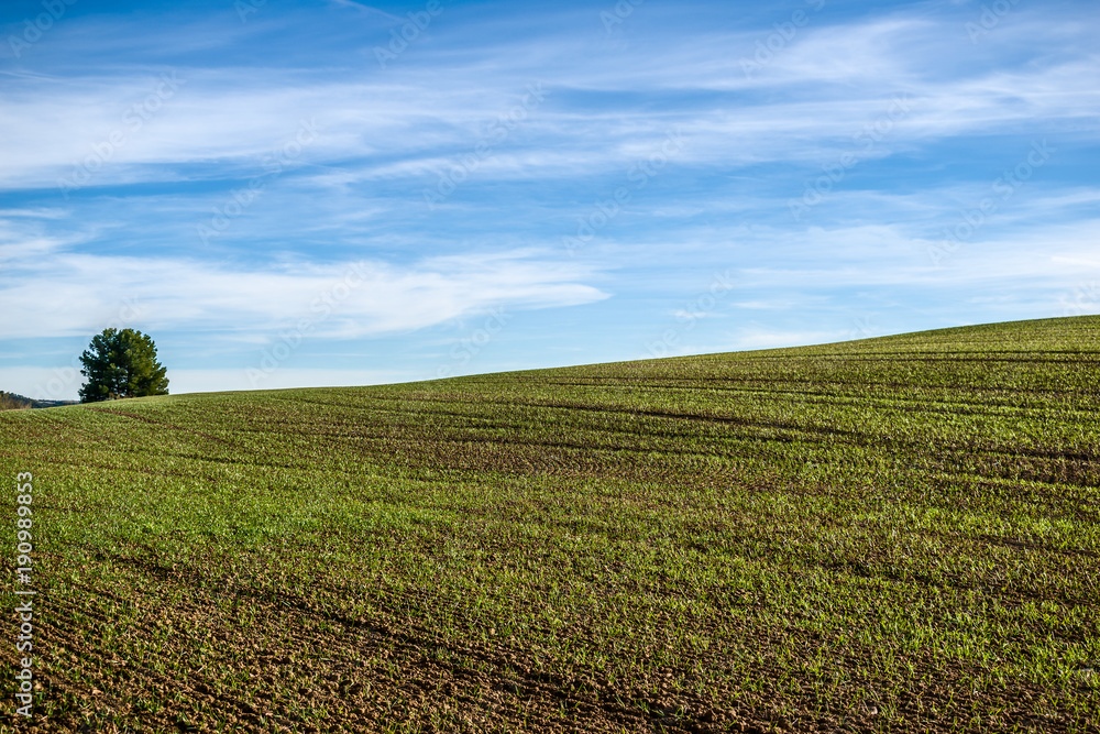 First green shoots in a plowed field. Sky with white clouds and lonely pine, on the outskirts of Alcalá de Henares.