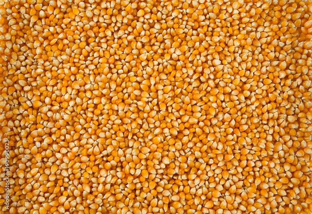 dried corn kernels dried corn kernels