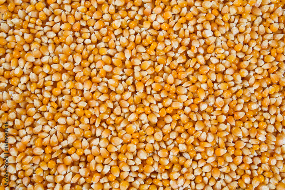 dried corn kernels Photos | Adobe Stock