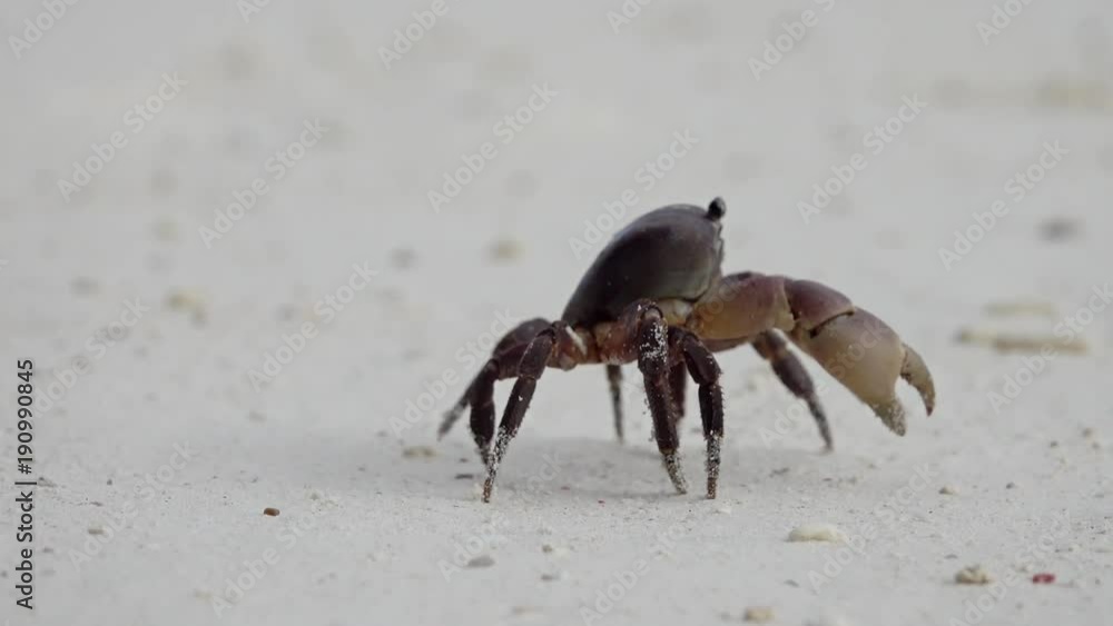 Crab with raised claws walking on white sand beach closeup, 4k
Crab with raised claws walking on white sand beach closeup, 4k