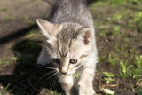 Tabby Kitten Play Outside