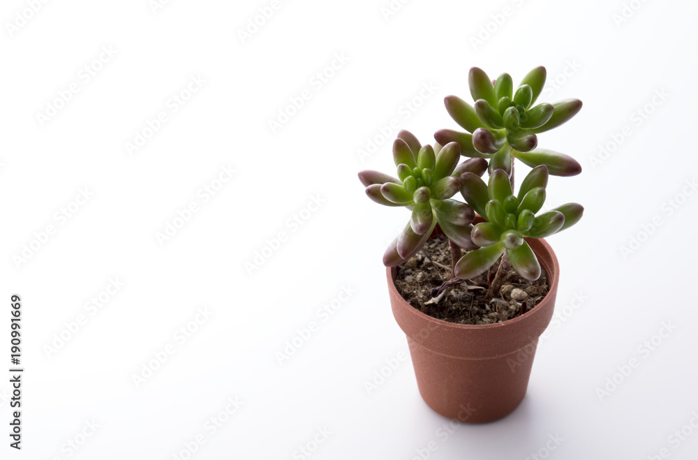 多肉植物 多肉植物