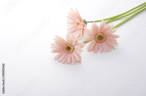 Fototapeta Naklejka Na Ścianę i Meble -  ピンク色のガーベラ