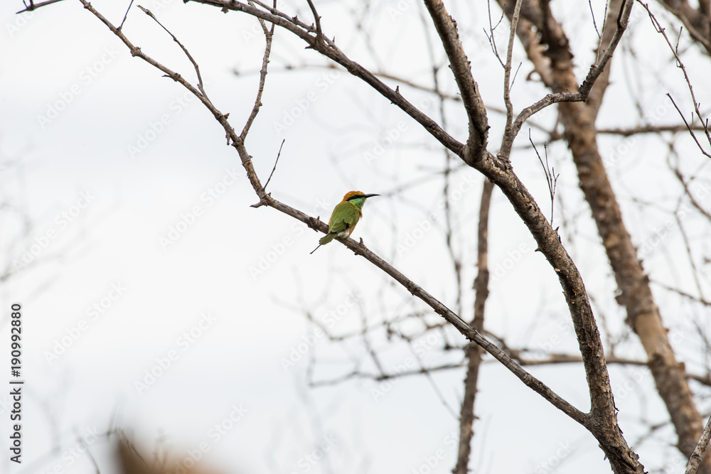 The green bee-eater or little green bee-eater is a near passerine bird in the bee-eater family. The green bee-eater or little green bee-eater is a near passerine bird in the bee-eater family.