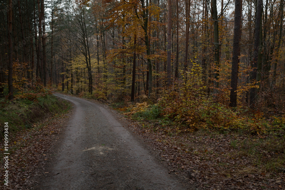 Naklejka premium waldweg mit richtungsangabe