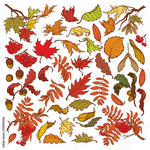 Hand drawn branches and leaves of temperate forest trees. Autumn colored floral set isolated on white background. Maple, rowanberry, oak foliage, acorns and berries. EPS10 vector illustration