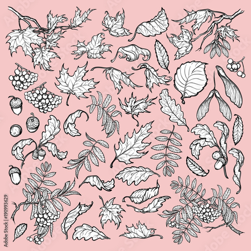 Hand drawn branches and leaves of temperate forest trees. Black and white sketch style set isolated on pink background. Maple, rowanberry, oak foliage, acorns and berries. EPS10 vector illustration