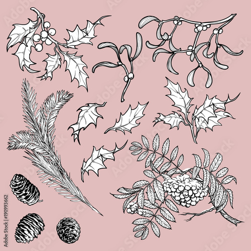 Hand drawn branches and leaves of temperate forest trees. Sketch floral set isolated on white background. Mistletoe, rowanberry, holly, Fir tree, cones and berries. EPS10 vector illustration