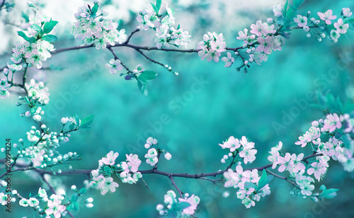 Fototapeta Pięknej wiosny kwiecisty tło z gałąź kwitnąć wiśni, miękka ostrość. Rama różowy Sakura kwitnie w wiosny zakończenia makro- na turkusowym tle outdoors w naturze.