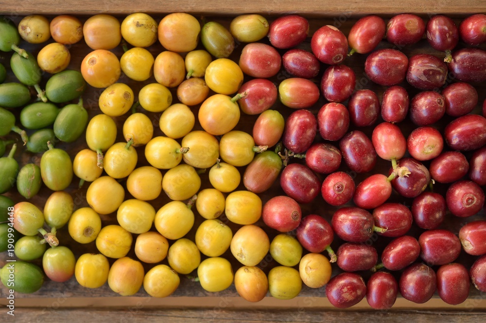 fresh coffee beans for background fresh coffee beans for background