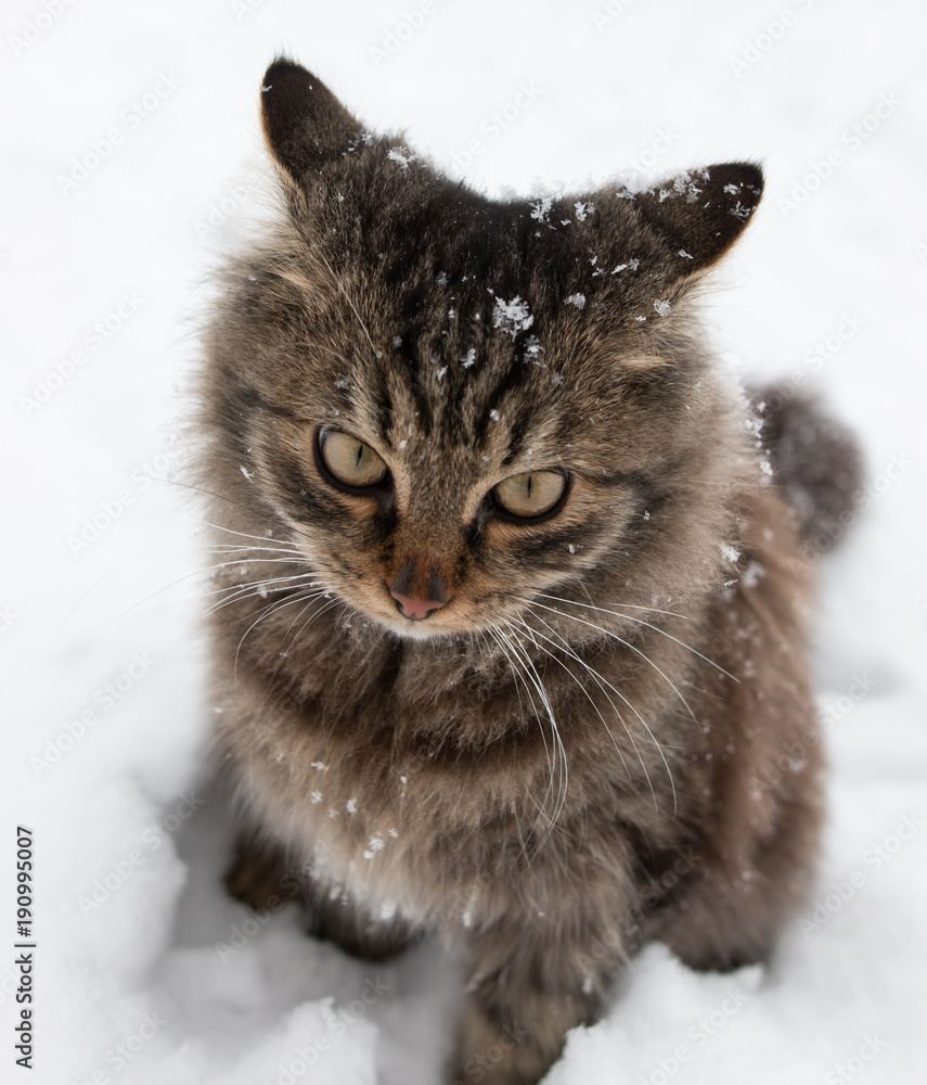furry cat in the snow furry cat in the snow