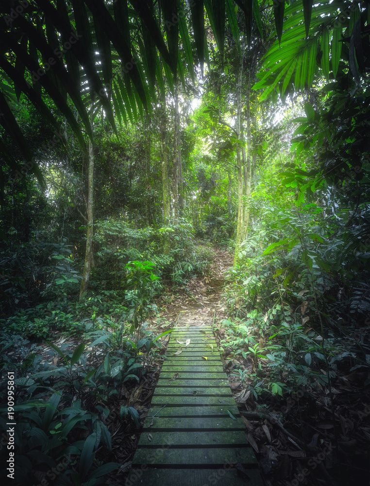 Fototapeta premium Tropikalne dżungle ze ścieżką na Borneo w Azji