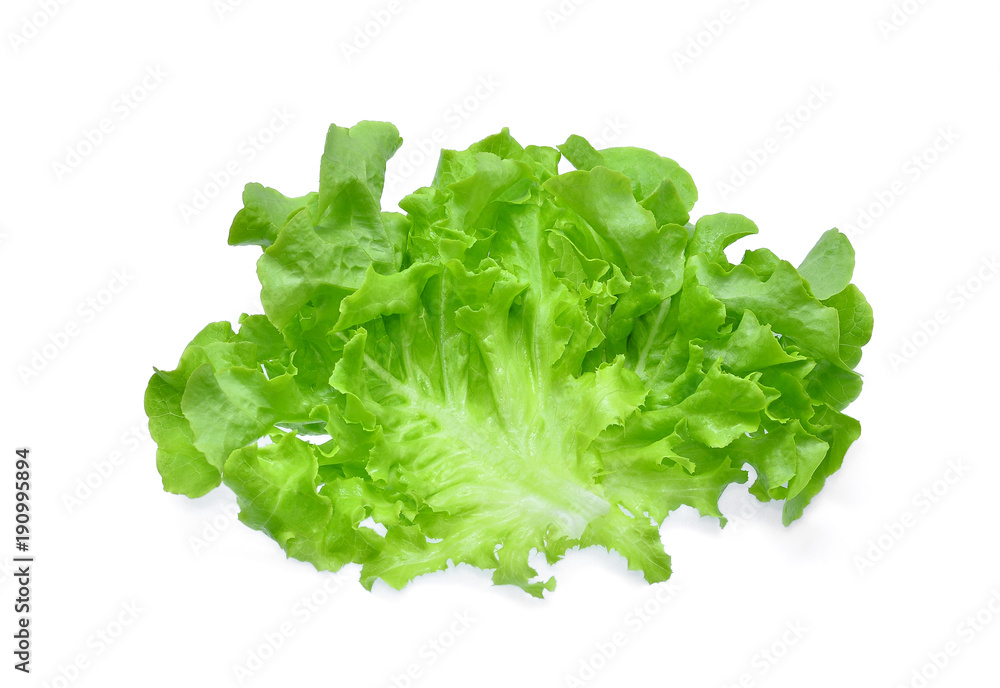 fresh green oak lettuce salad leaves isolated on white background fresh green oak lettuce salad leaves isolated on white background