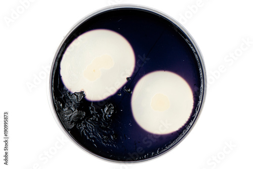 Bacteria growing in a petri dish