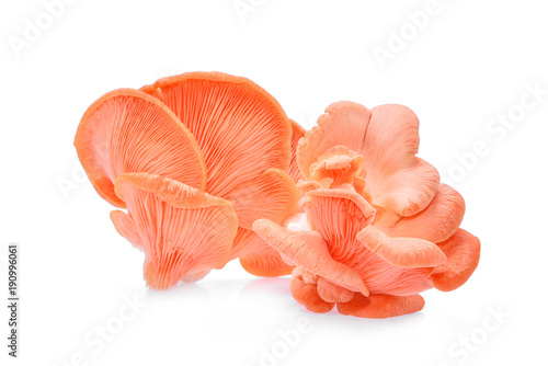 pink oyster mushroom isolated on white background