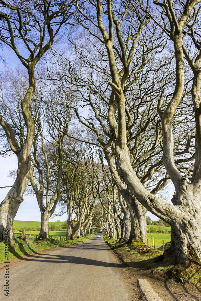 Obraz premium The Dark Hedges, an avenue of beech trees in Ballymoney, County Antrim, Northern Ireland, featured as a popular filming location for fantasy shows