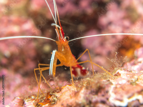 Shrimp on the Coral